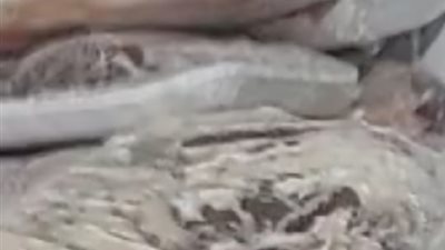 مصادرة لحوم ورنجة فاسدة في حملات مكثفة للطب البيطري بالغربية