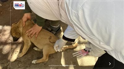 أرقام صادمة في شوارع المنيا.. تحصين 375 كلبًا ضد السعار لحماية المواطنين