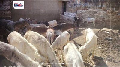 حظيرة الموت في المنيا.. القصة الكاملة لـ 60 حمارًا وجلود مكدسة ولحوم مفقودة