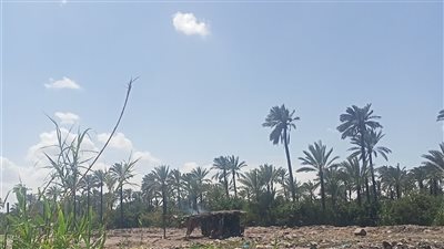 تحسن في حالة الطقس بعد سطوع الشمس رابع أيام عيد الفطر  بالبحيرة