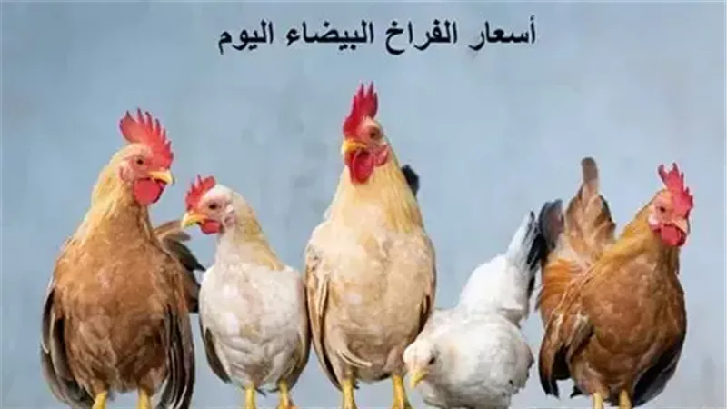 أسعار الفراخ اليوم