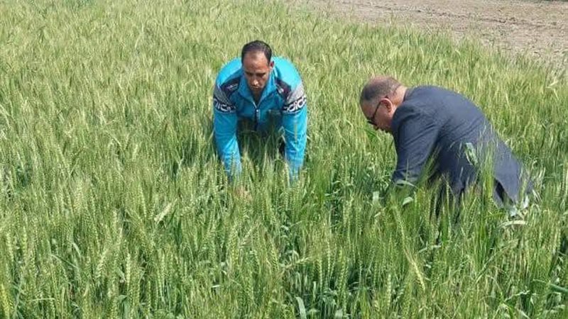 زراعة حوش عيسى تتفقد