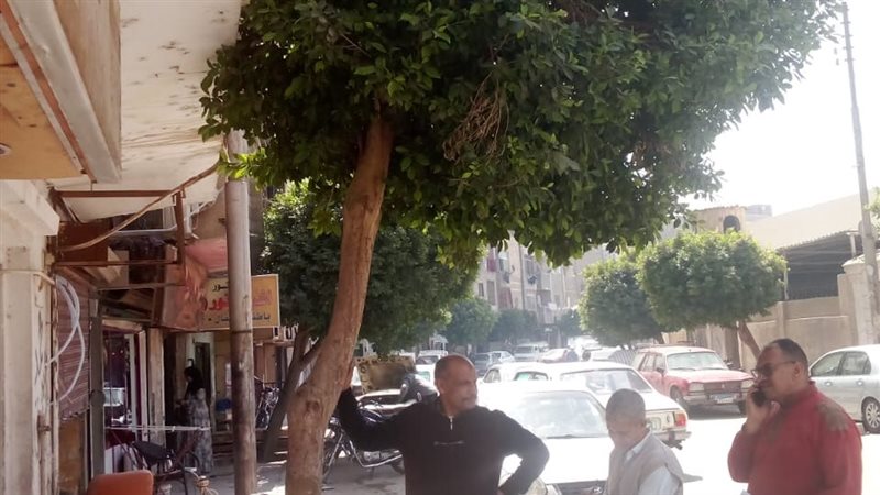 مشروع تكويد الأشجار