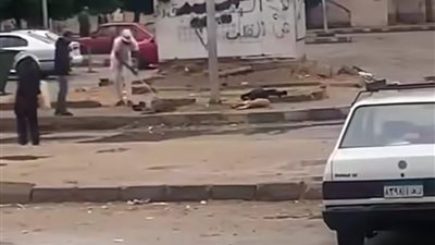 تسبب فى صعق وقتل الكلاب