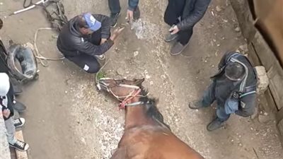 نفوق حصان بسبب ماس كهربائي بعمود إنارة أمام مستشفى التكامل بالسنانية