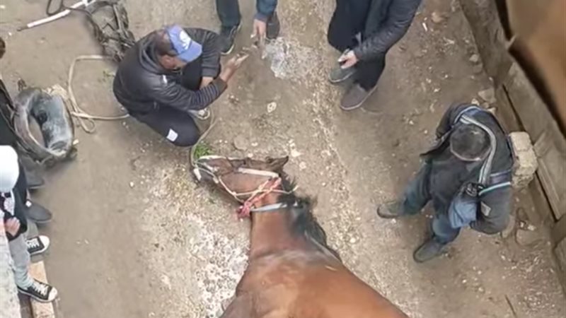 نفوق حصان بسبب ماس