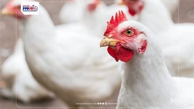 سعر كيلو الفراخ البيضاء اليوم الثلاثاء.. آخر تحديث من بورصة الدواجن