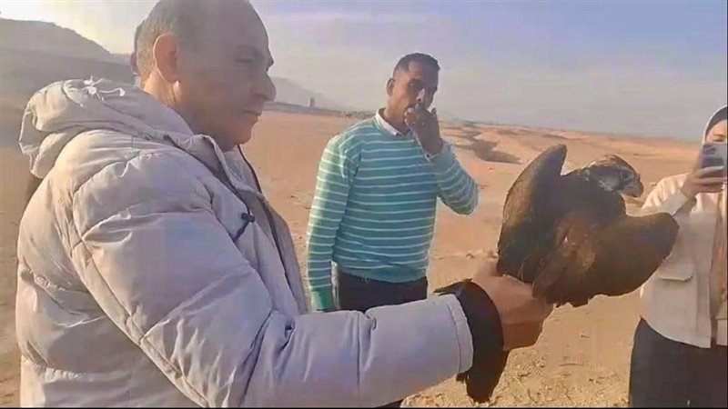 إعادة إطلاق 10 صقور
