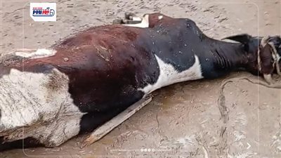 مصدر رزقه الوحيد.. نفوق بقرة صعقا بالكهربا بقرية الهشاترة بسبب تساقط الأمطار