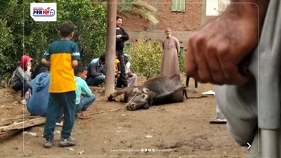 الطقس السيئ يواصل الخسائر في الفيوم.. نفوق جاموسة صعقًا بالكهرباء بطامية
