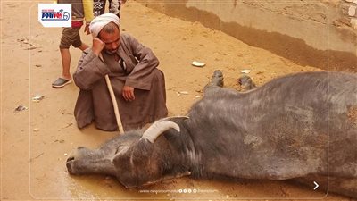 مأساة فلاح في الفيوم.. نفوق جاموسة بصعق كهربائي بسبب الطقس السيئ