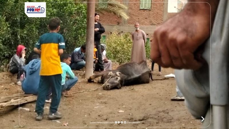 تفوق جاموسة بصعق