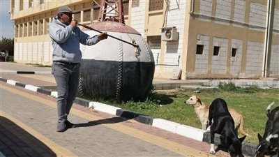 تحصين الكلاب الحرة ببورتوفيق ضمن خطة مصر 2030 للقضاء على السعار بالسويس