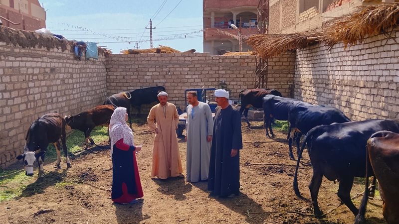 تطعيم الماشية في
