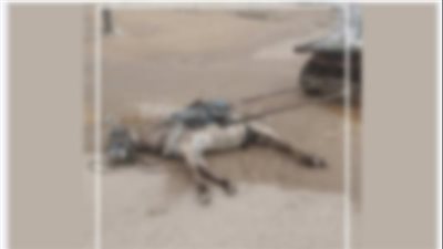 الأجهزة الأمنية: لا شبهة سرقة تيار في نفوق حمار بصعق كهربائي في السويس