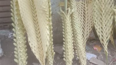 إقبال على شراء سعف النخيل بمحيط كنائس السويس احتفالا بأحد الشعانين