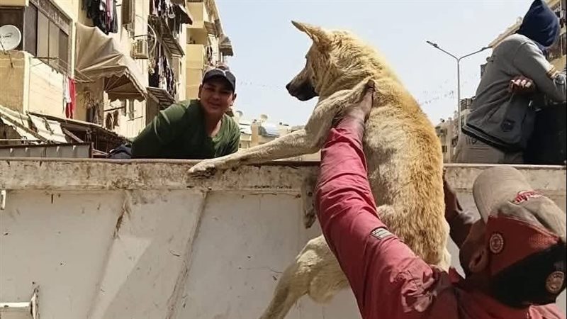 جمع الكلاب الضالة
