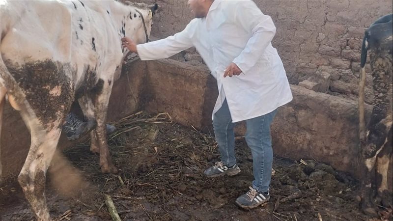 تحصين الماشية بقنا