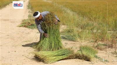 حصاد الكتان يفتح آفاقًا اقتصادية واعدة..الذهب الأخضر يشق طريقه في صحراء المنيا