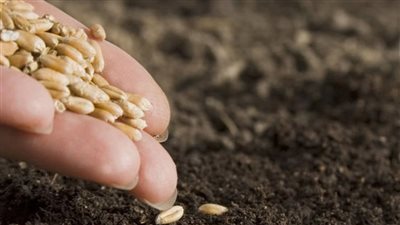 «الزراعة» تحذر من شراء تقاوي مجهولة المصدر وتتوعد المخالفين بإجراءات رادعة