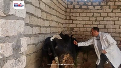 حملة تحصين مكثفة لحماية الماشية بالمنيا وتعزيز الأمن الغذائي
