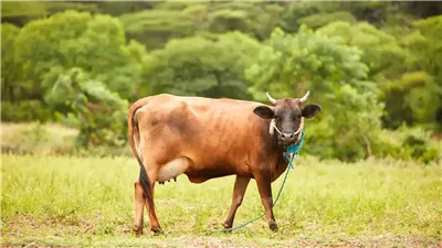 هاجمت شابا على الطريق.. بقرة تُثير الذعر في الهند 
