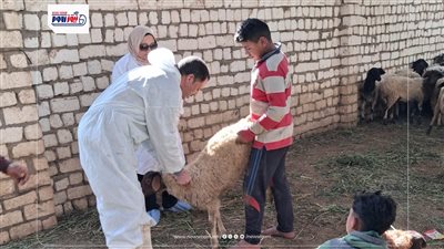 تحصين 3012 رأس ماشية ضد أمراض الحمى القلاعية والوادي المتصدع والجلد العقدي