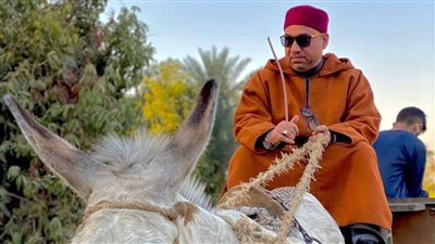 «كن حمارا تكسب».. أزهري يثير الجدل بحديثه عن ذكاء الحيوان