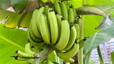هل الإكثار من الموز يوميا يضر صحتك ؟ تعرفي على الإجابة 	