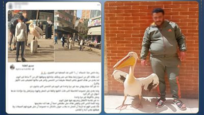 مالك محل بالغربية يضع بجعة مقيدة أمام محله لجذب الزبائن
