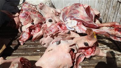 الزراعة:  ضبط 11 رأس بتلو و60 كجم من اللحوم المذبوحة خارج المجازر الرسمية