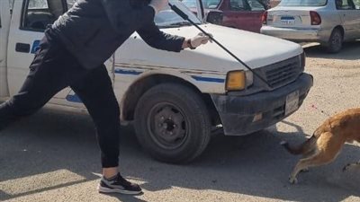 استجابة للشكاوى.. شن حملات لتعقيم وتحصين الكلاب الضالة بالشرقية