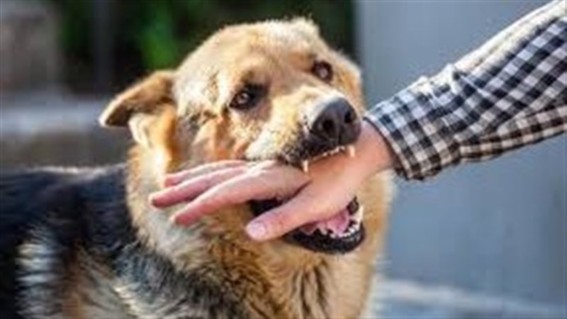 إصابة 9 أشخاص بينهم