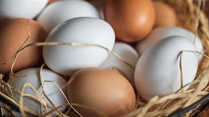 أسعار كرتونة البيض