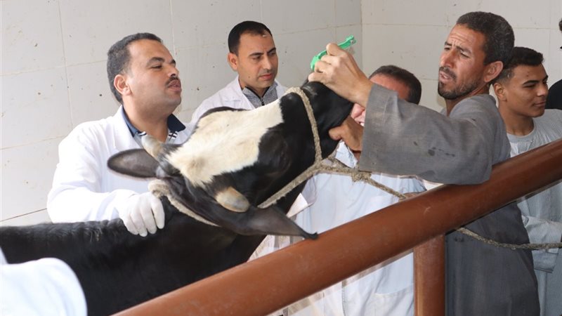 قوافل بيطرية في أسيوط