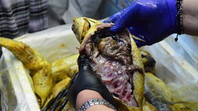  ضبط 189 كيلو من الفسيخ والسردين بدون بيانات وتغير بالخواص الطبيعية ببورسعيد