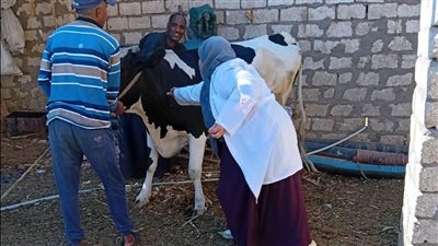 تحصين 59 ألف و448 رأس من الحيوانات ضمن حملة تحصين ضد الجلد العقدي بقنا