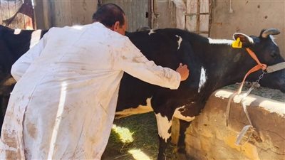 حملات بيطرية مكثفة لتحصين الماشية بقرى الجباليات والرائد في السويس