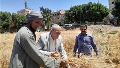 انطلاق موسم حصاد القمح بسوهاج ومتابعة ميدانية لضمان زيادة الإنتاج