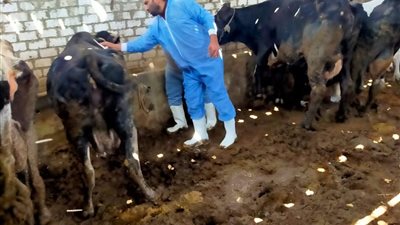 تحصين الحيوانات بقري السويس وضبط 466 كيلو أسماك فاسدة خلال حملات رقابية 