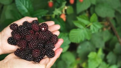 في موسمه..     التوت الأسود كنز غذائي صغير فوائد مذهلة لصحة جسمك يوميا