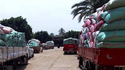 في اليوم الأول من التوريد.. استقبال 298 طن قمح بشون وصوامع سوهاج 