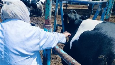 بيطري الشرقية يفحص ١٢٠١ رأس ماشية ضد البروسيلا و ٩٢١ ضد السل البقرى 
