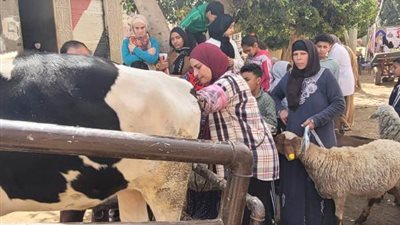 تحصين 177 ألف رأس ماشية بالغربية ضد الجلد العقدي وجدري الأغنام