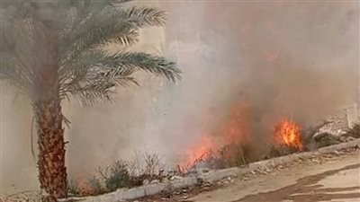 نيران تلتهم كرم نخيل بإسنا.. حريق هائل قرب موقف الدير بالأقصر