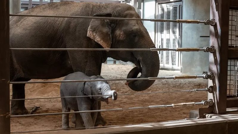 صورة موضوعية