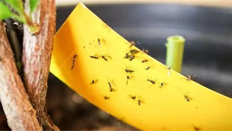 صورة موضوعية