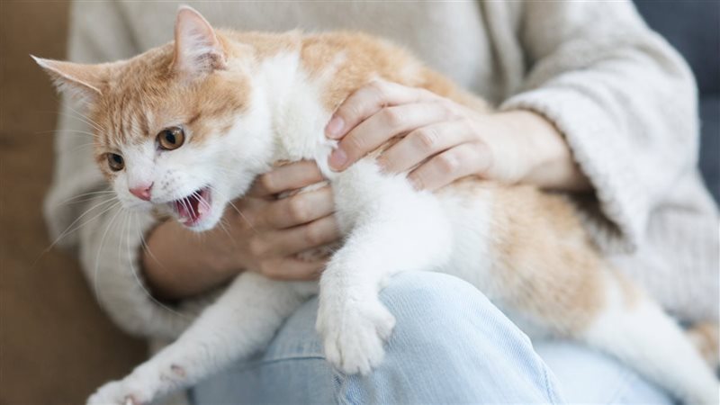 صورة موضوعية