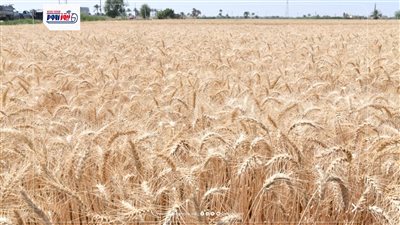 إنجاز زراعي غير مسبوق: نجاح زراعة القمح بمياه عالية الملوحة في منطقة المغرة