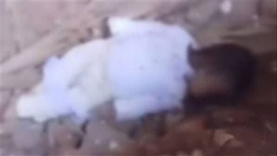 كواليس صادمة في واقعة العثور على رضيع ملقى بشارع في الجيزة